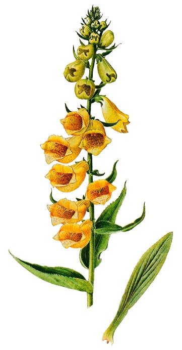 Digitale à grandes fleurs